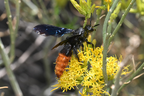 Fire-tailed Scoliid Wasp photo 2