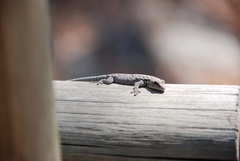 Lygodactylus chobiensis