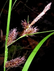 Carex ochrosaccus