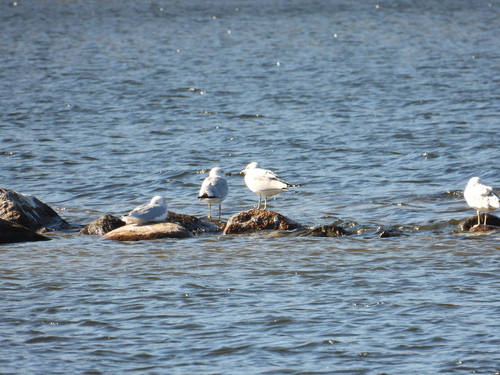 Ring-billed Gull