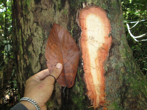 Shorea johorensis observed 2013-04-02