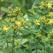 Hypericum tetrapterum tetrapterum - Photo (c) Philip Mark Osso, some rights reserved (CC BY-NC), uploaded by Philip Mark Osso