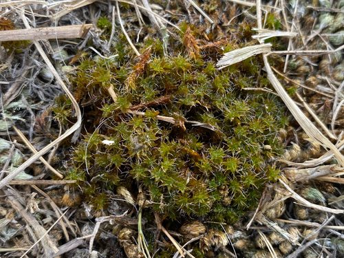 Star Moss