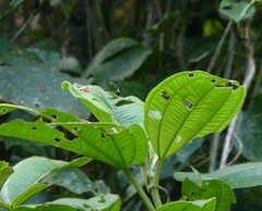 Trachelophorus giraffa