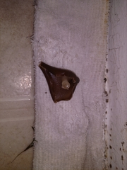 Peziza domiciliana