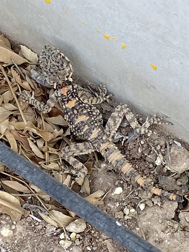 Egyptian Rock Agama