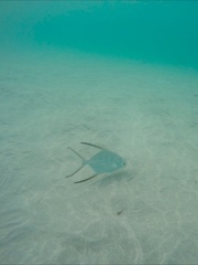 Trachinotus goodei