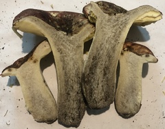 Russula seperina