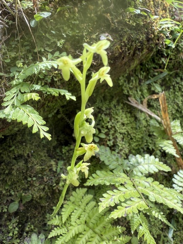 Platanthera sonoharae iNat (2)