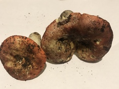Russula seperina