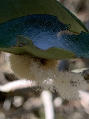 Druon quercuslanigerum