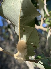 Druon quercuslanigerum