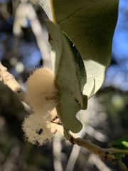 Druon quercuslanigerum