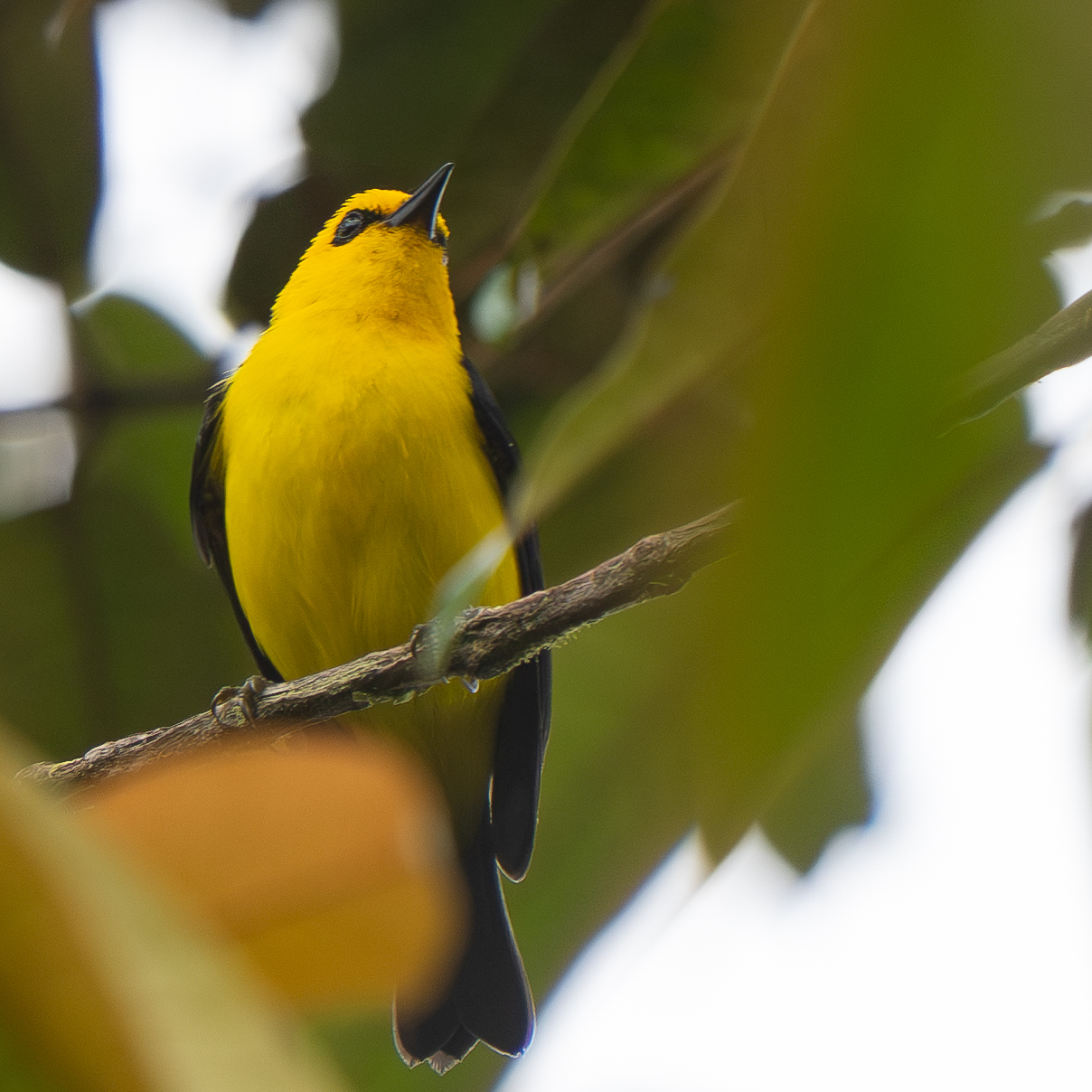Black-and-yellow Tanager (Chrysothlypis chrysomelas), photo 2