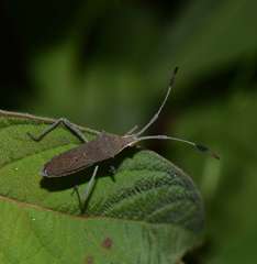 Chariesterus moestus