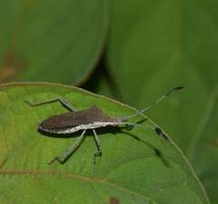 Chariesterus moestus