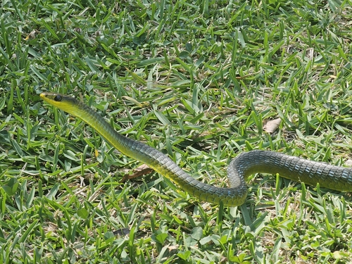 Common Tree Snake sighting