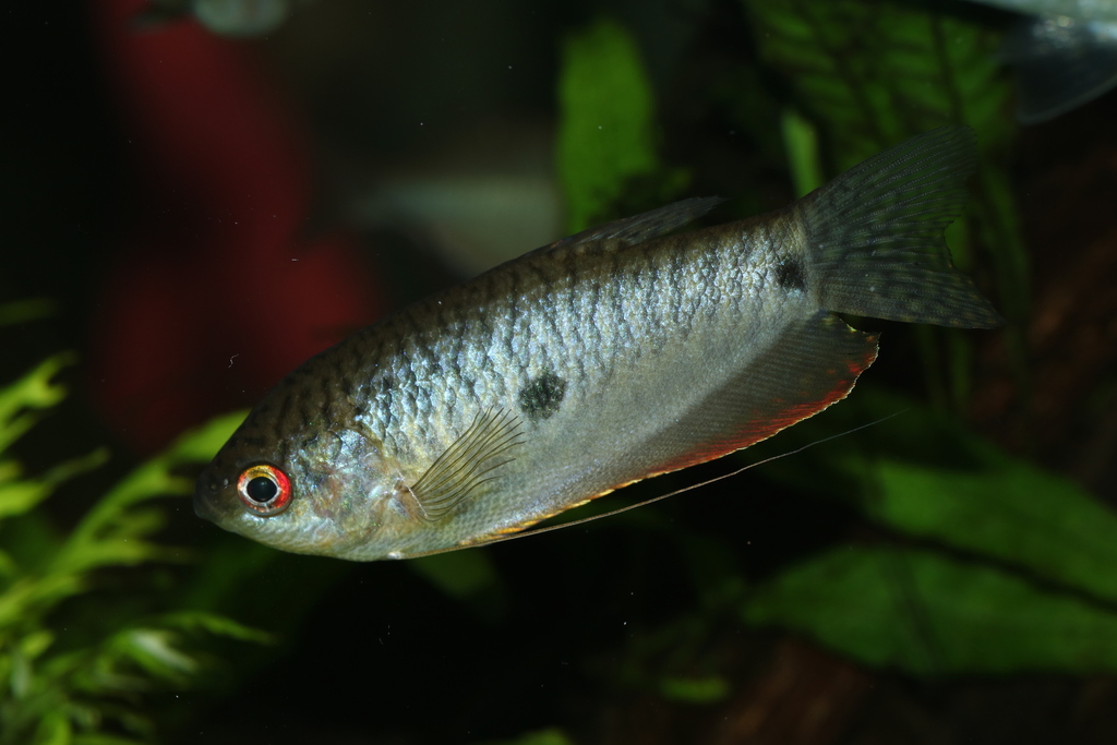 Blue gourami (Trichopodus trichopterus) — Osphronemidae