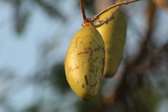 Marsdenia gualanensis