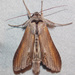 Asteroid Moth - Photo (c) Fyn Kynd, some rights reserved (CC BY-SA), uploaded by Fyn Kynd