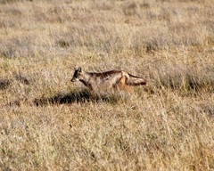 Lupulella adusta adusta