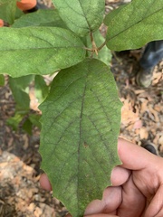 Gmelina leichhardtii