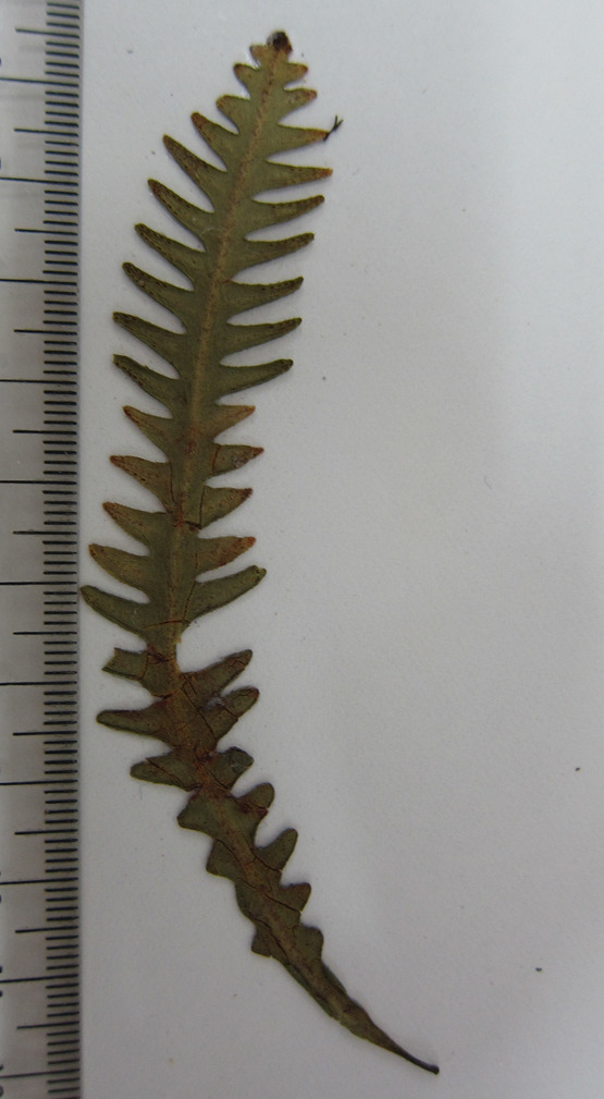 Prosaptia barathrophylla (Prosaptia barathrophylla)