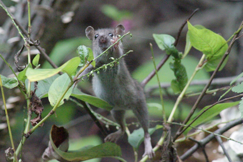 Rat photographed near here on 2025-09-27