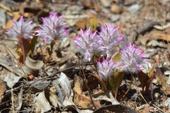 Ptilotus manglesii