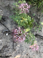 Polanisia dodecandra riograndensis