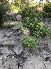 Polanisia dodecandra riograndensis