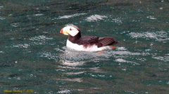 Fratercula corniculata