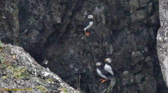 Fratercula corniculata