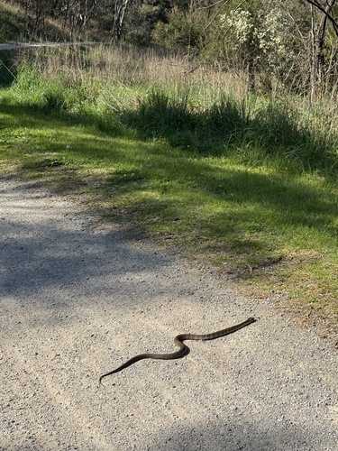 Tiger Snake sighting
