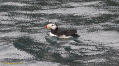 Fratercula corniculata