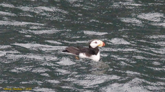 Fratercula corniculata