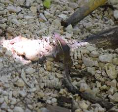 Holcosus undulatus thomasi