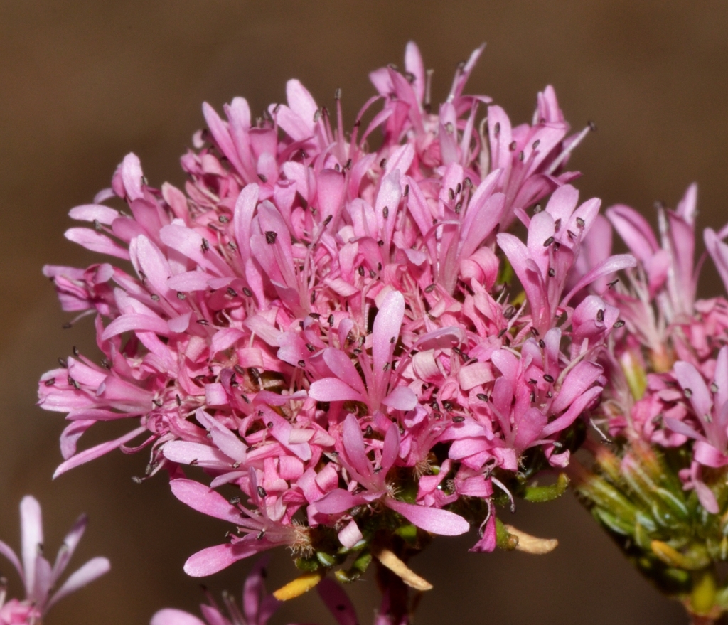 Frankenia glomerata (Frankenia glomerata)