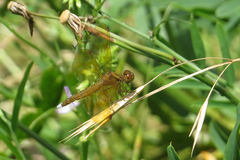 Perithemis icteroptera