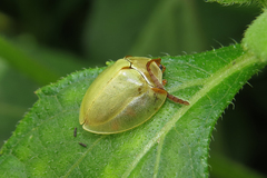 Paraselenis
