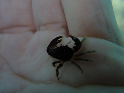 Chlorodiella nigra, 2025-09-28