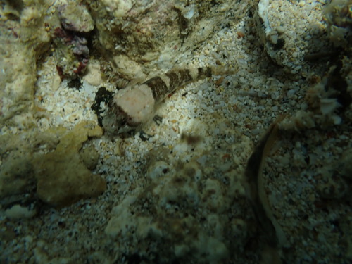 Bathygobius cotticeps observed 2025-09-28