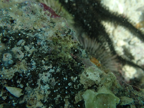 Perinia tumida observed 2025-09-28