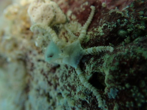 Ophiopeza spinosa observed 2025-09-28