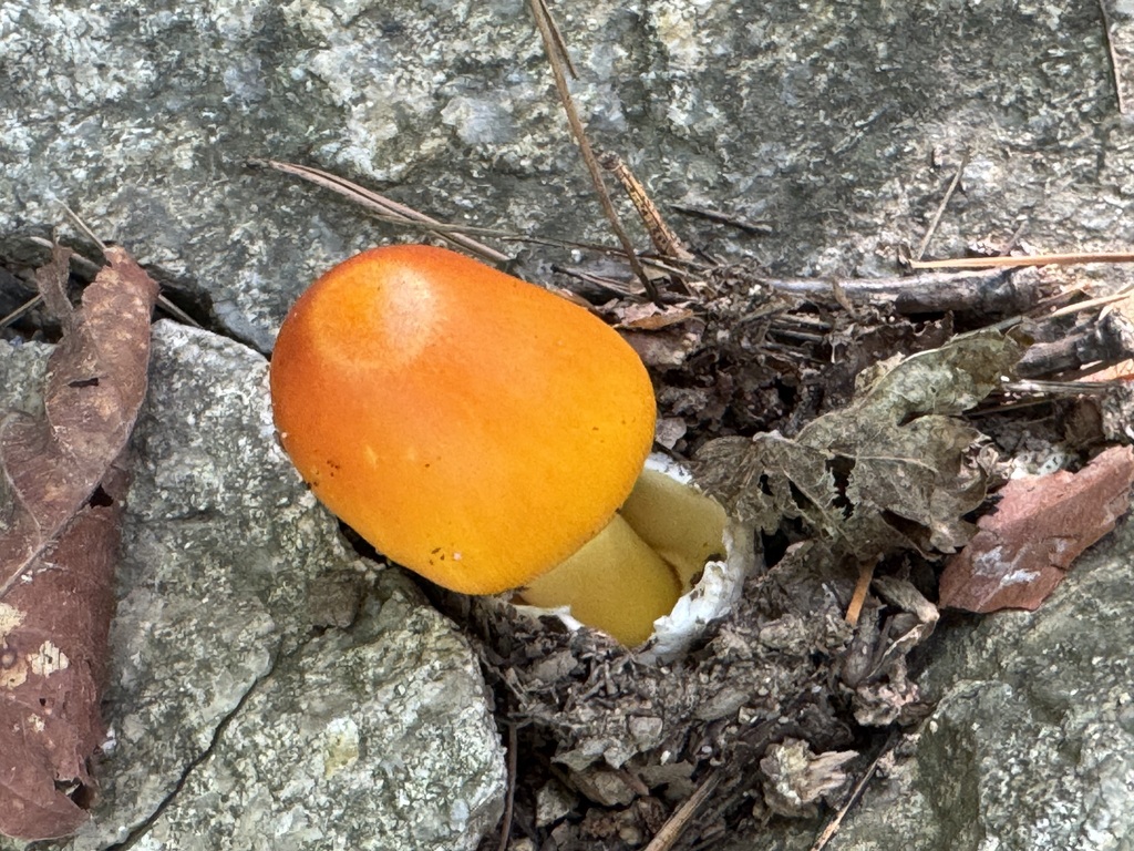 Amanita caesareoides · September 2025 · photo: © nayeonyooo (iNaturalist, cc-by)