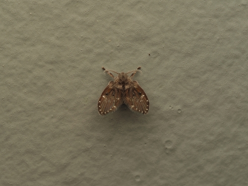 Unknown species found near Capital Regional District, BC, Canada