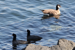 Branta hutchinsii leucopareia