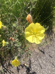 Oenothera mollissima