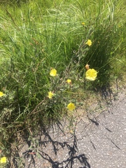 Oenothera mollissima