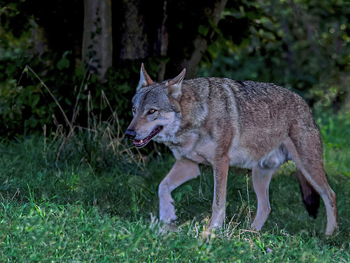 Italian Wolf (Subspecies Canis lupus italicus) · iNaturalist